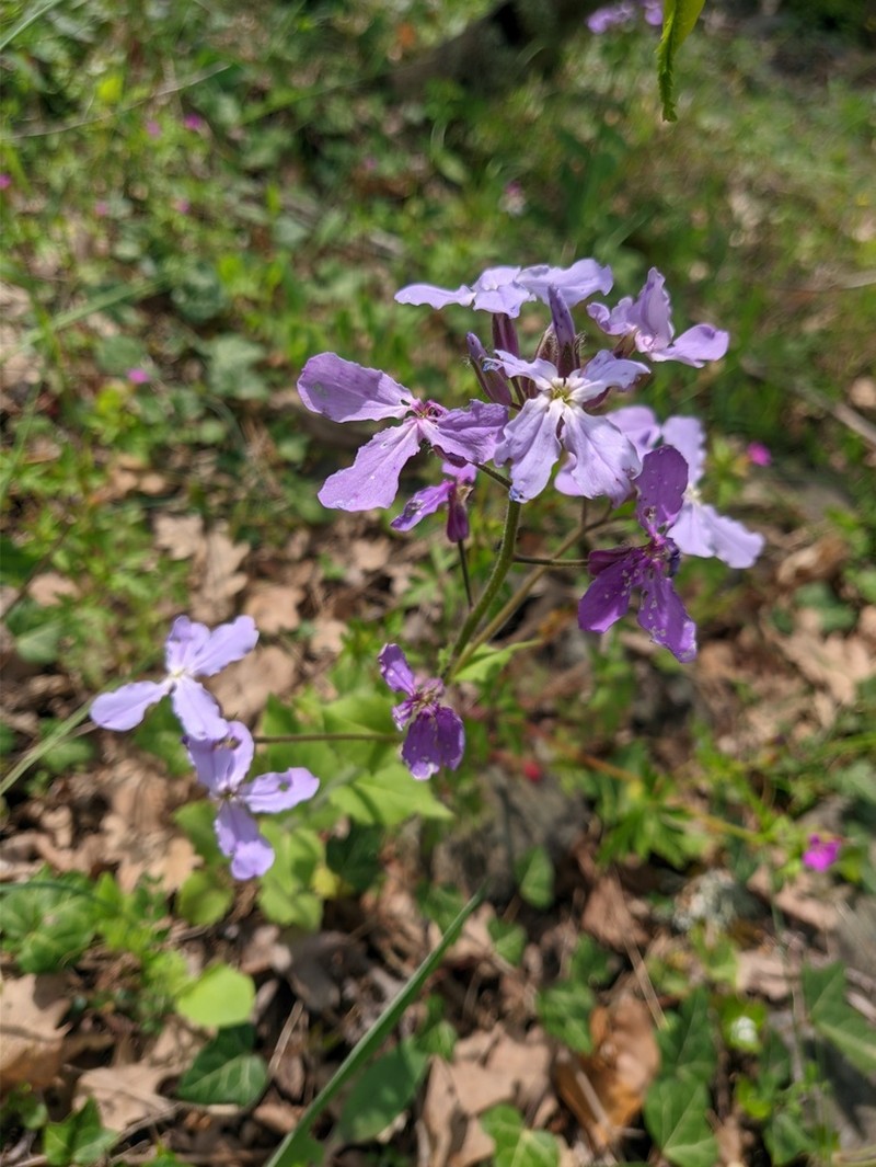 Hesperis steveniana photo 5