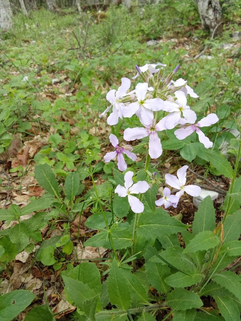 Hesperis steveniana photo 6