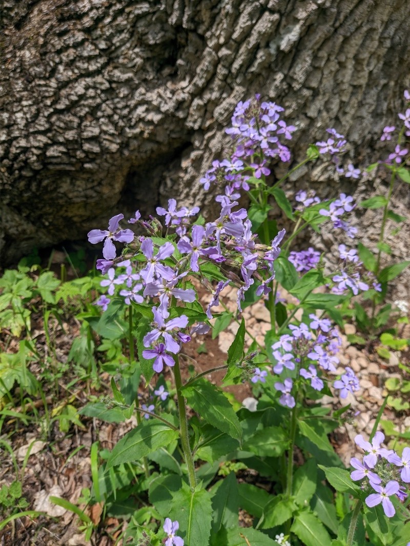 Hesperis steveniana photo 8