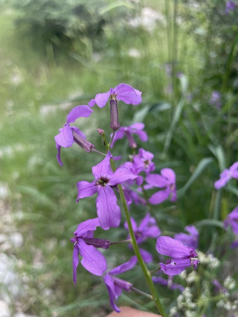 Hesperis straussii