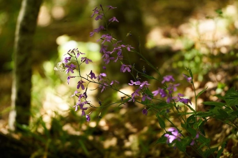 Hesperis sylvestris