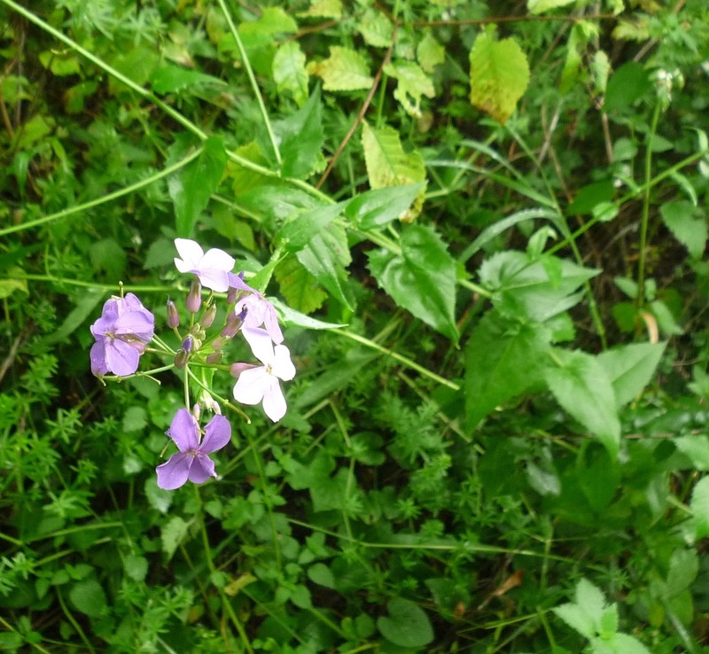 Hesperis sylvestris photo 2