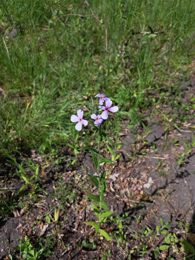 Hesperis sylvestris photo 3