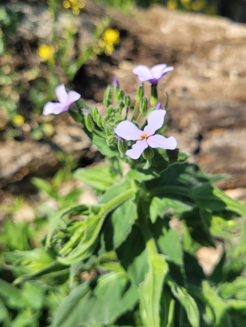 Hesperis sylvestris photo 4
