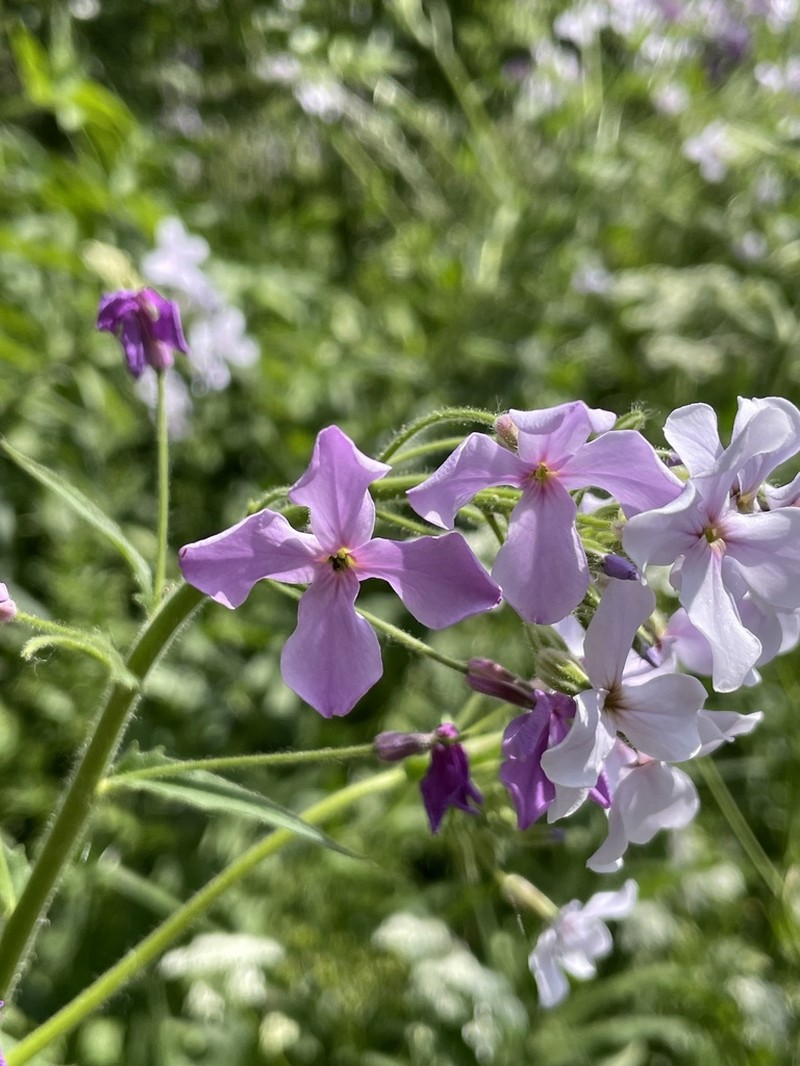 Hesperis sylvestris photo 5