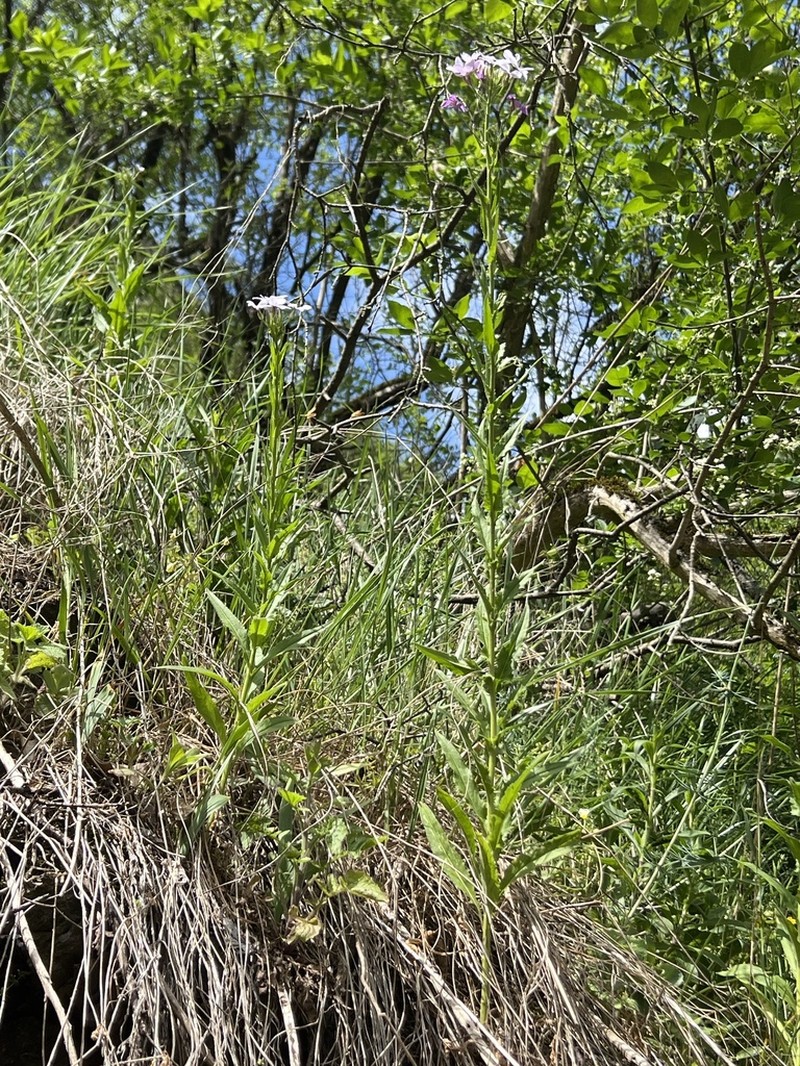 Hesperis sylvestris photo 6