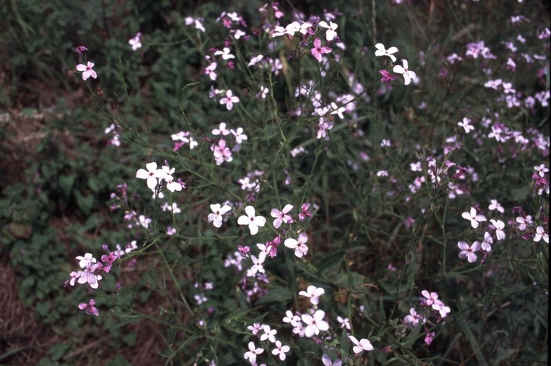 Hesperis sylvestris photo 7