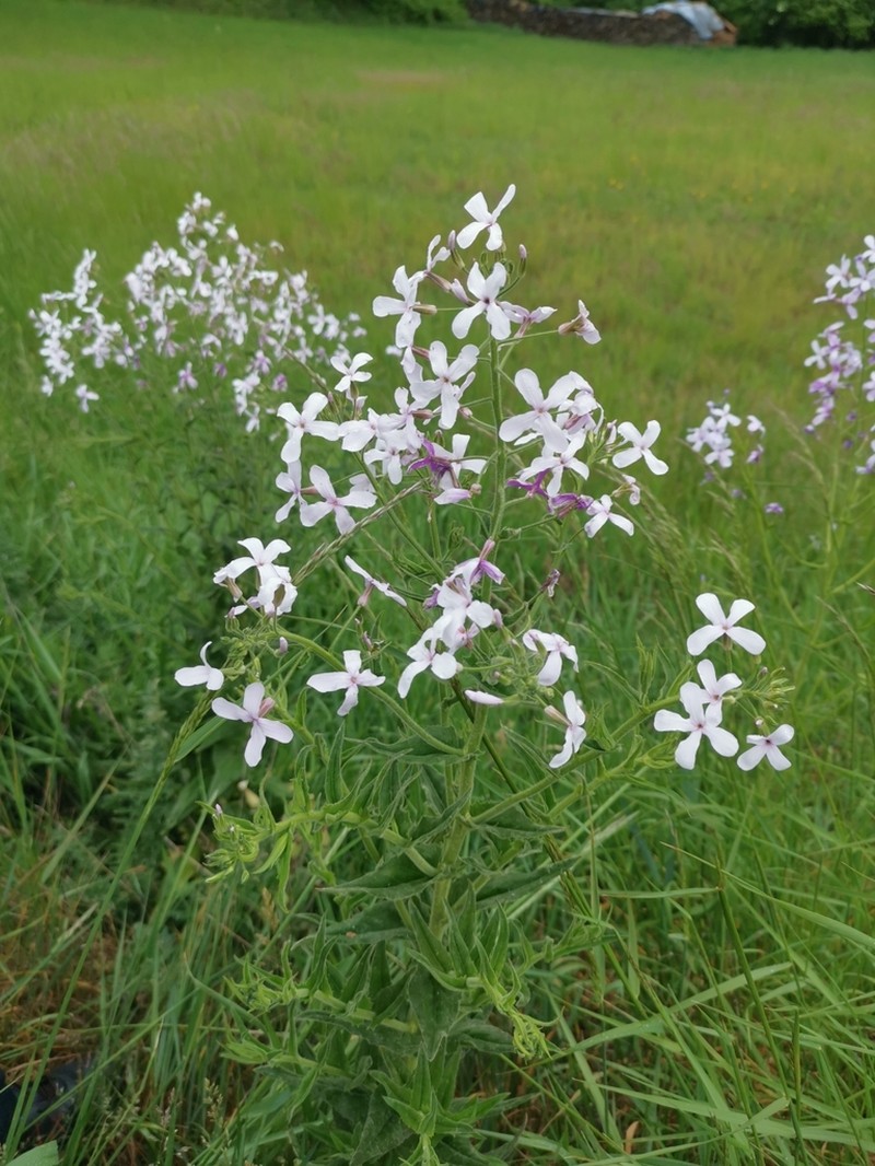 Hesperis sylvestris photo 8