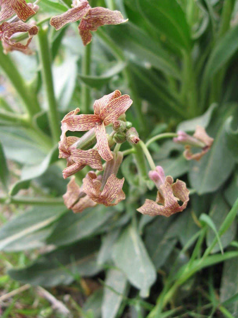 Hesperis syriaca