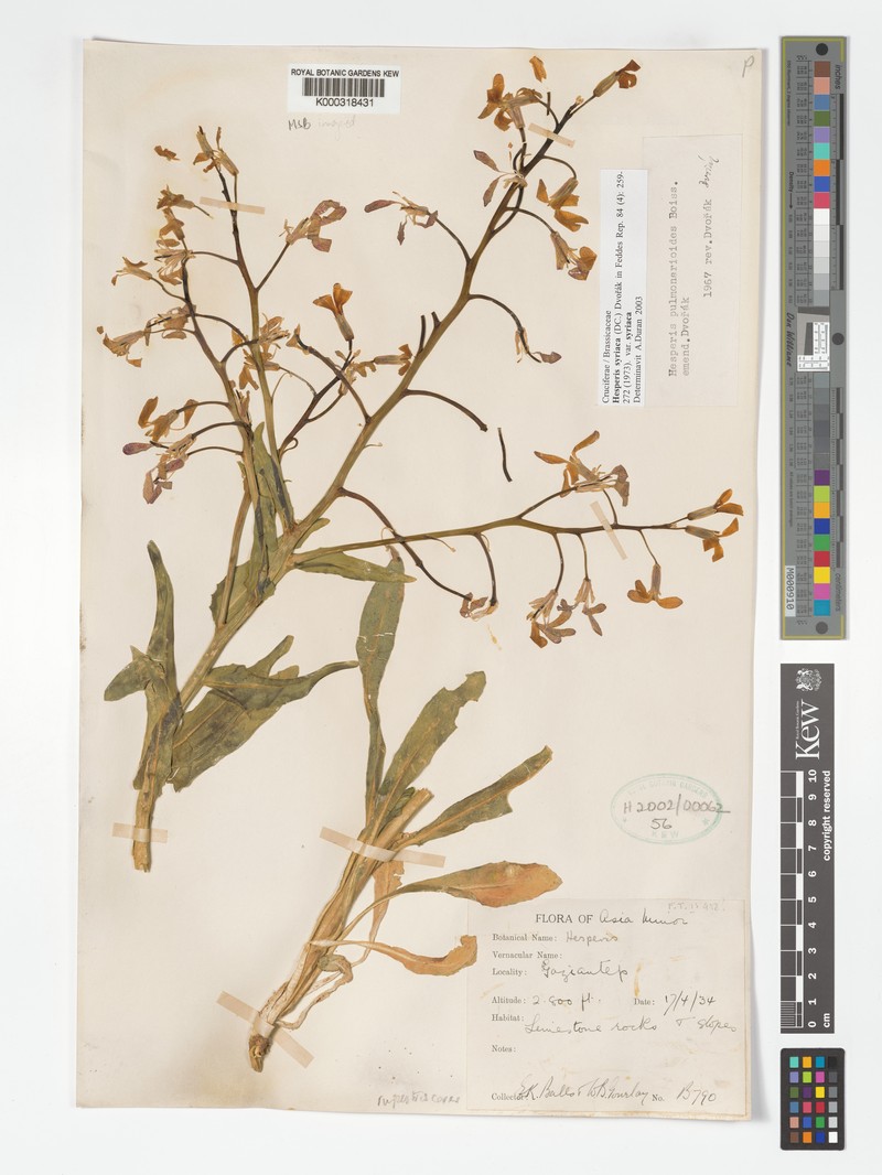 Hesperis syriaca photo 2