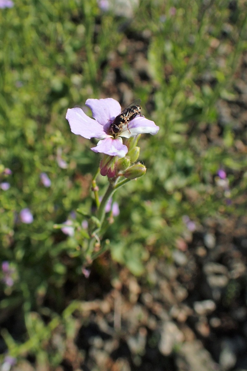 Hesperis theophrasti