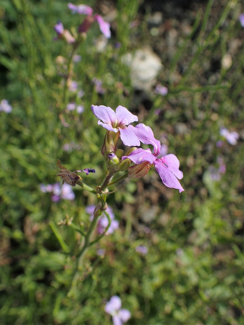 Hesperis theophrasti photo 2