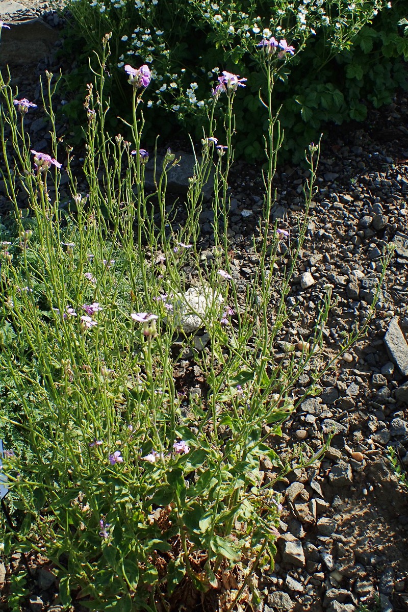 Hesperis theophrasti photo 3