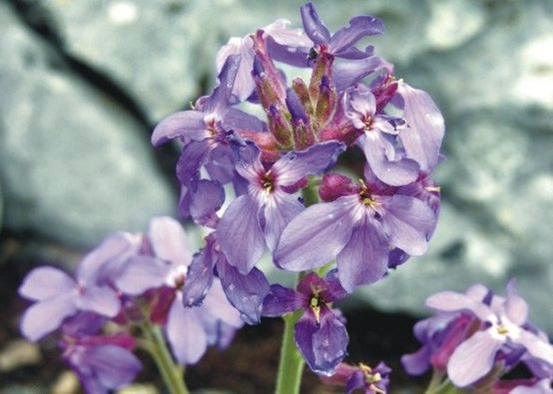 Hesperis theophrasti photo 4