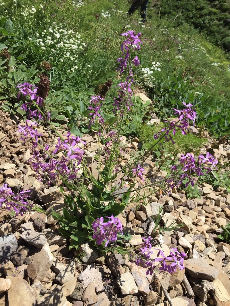 Hesperis thyrsoidea