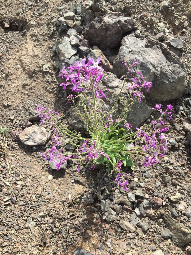 Hesperis thyrsoidea photo 2
