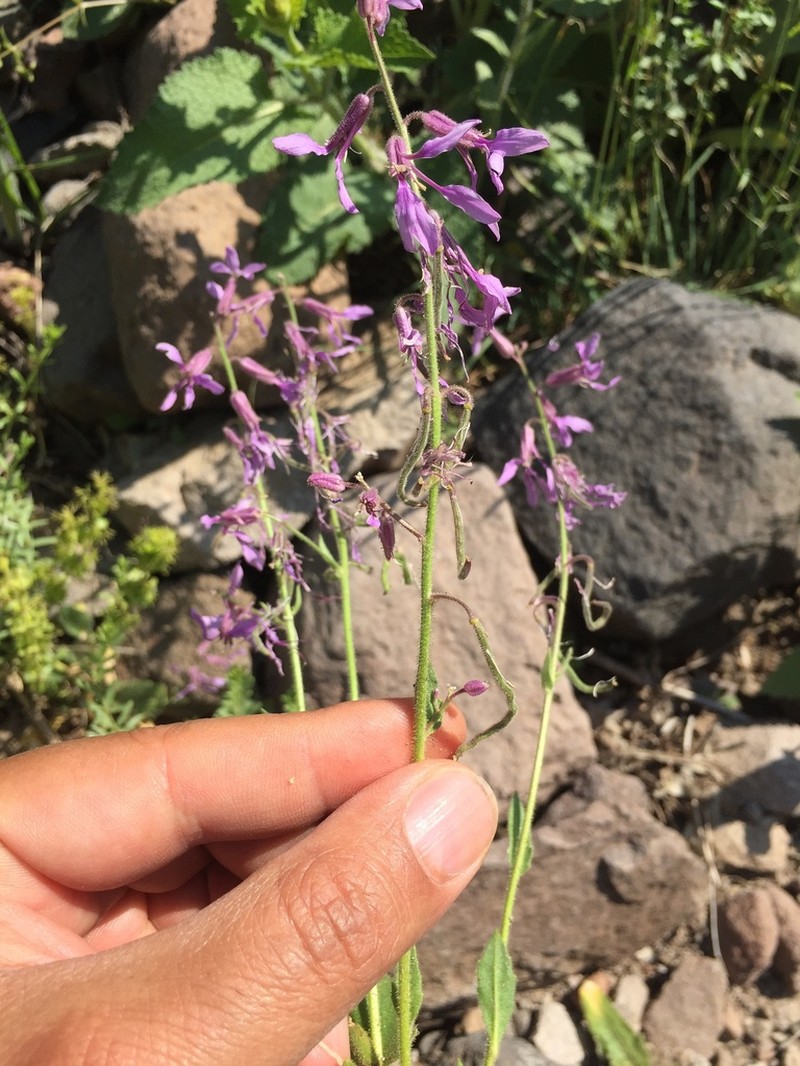 Hesperis thyrsoidea photo 3