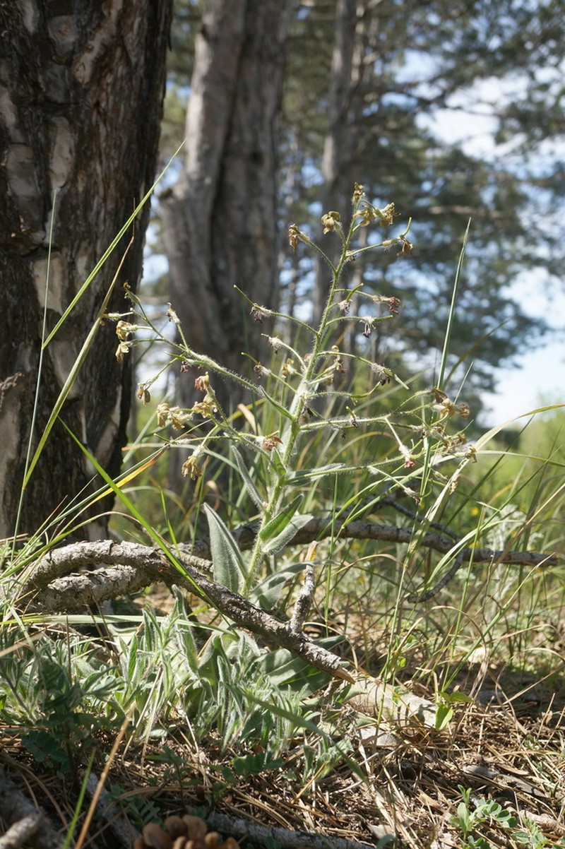 Hesperis tristis