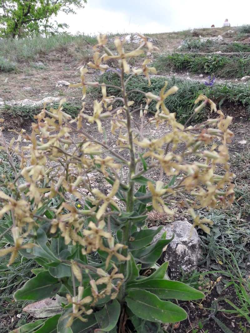 Hesperis tristis photo 2