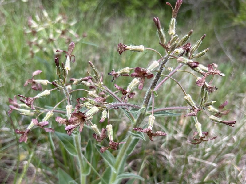 Hesperis tristis photo 3
