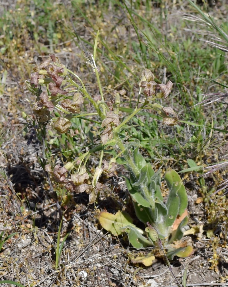 Hesperis tristis photo 4