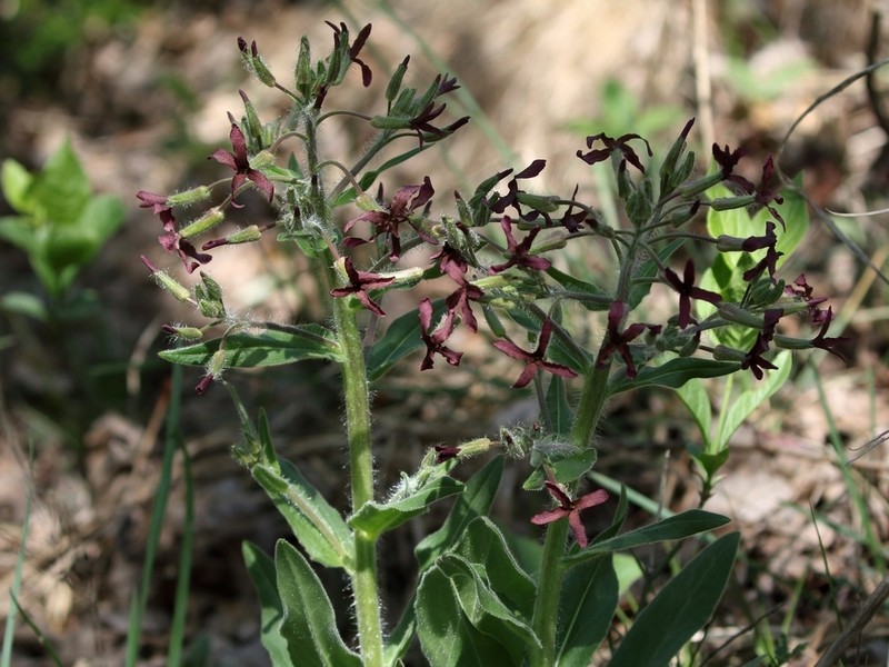 Hesperis tristis photo 5
