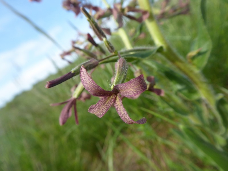 Hesperis tristis photo 6