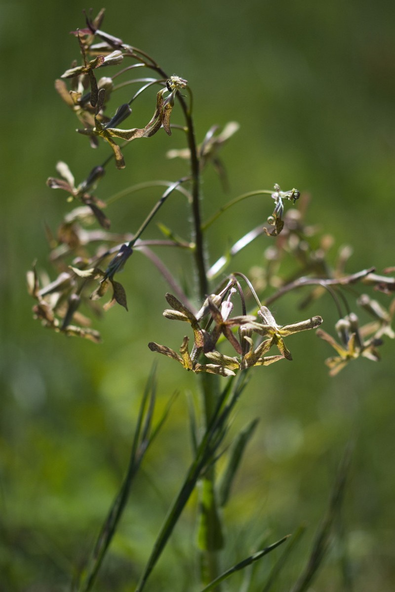 Hesperis tristis photo 8