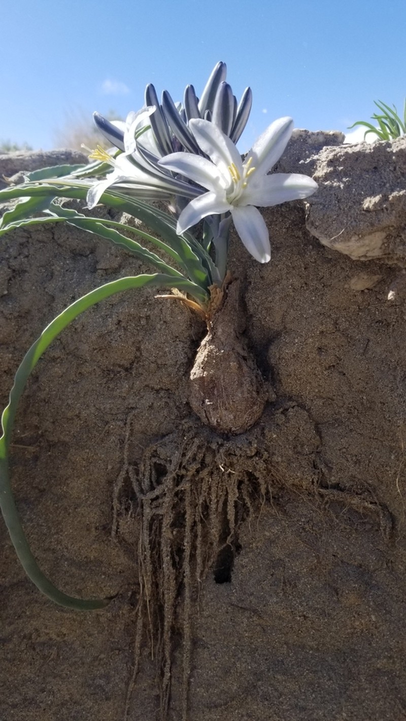 Desert Lily