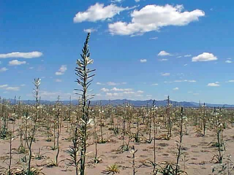 Desert Lily photo 2