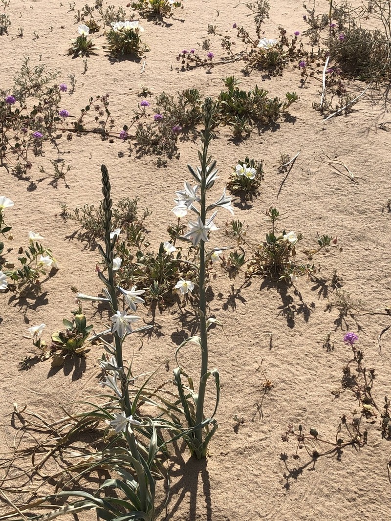 Desert Lily photo 4