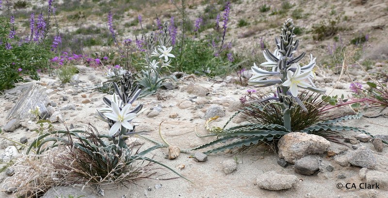 Desert Lily photo 5