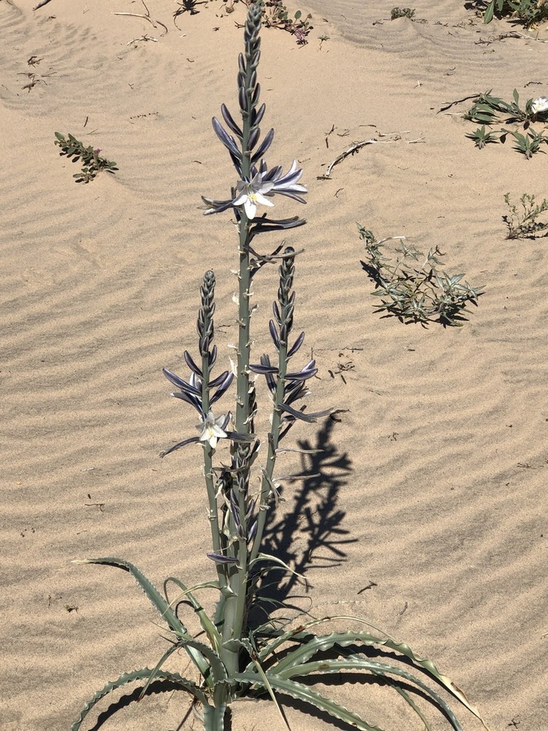 Desert Lily photo 6