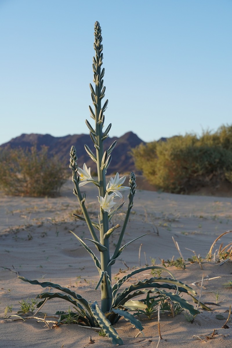 Desert Lily photo 7