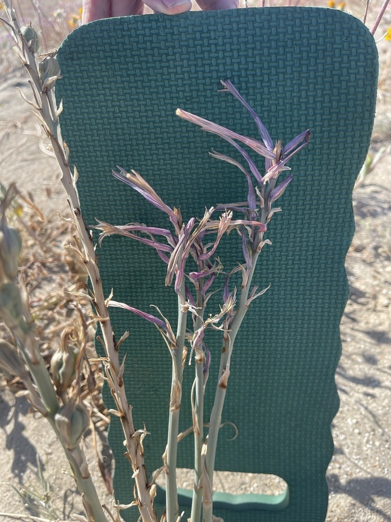 Desert Lily photo 8