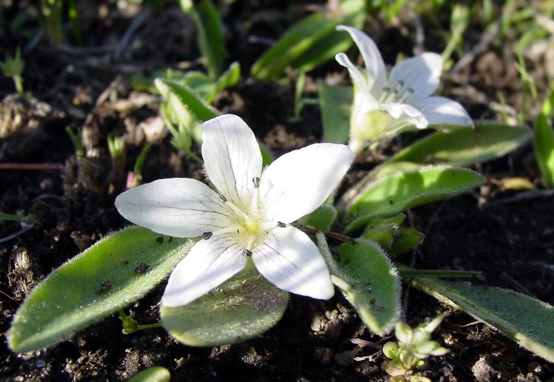 California Hesperochiron
