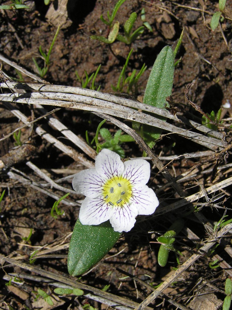 Dwarf Hesperochiron photo 4