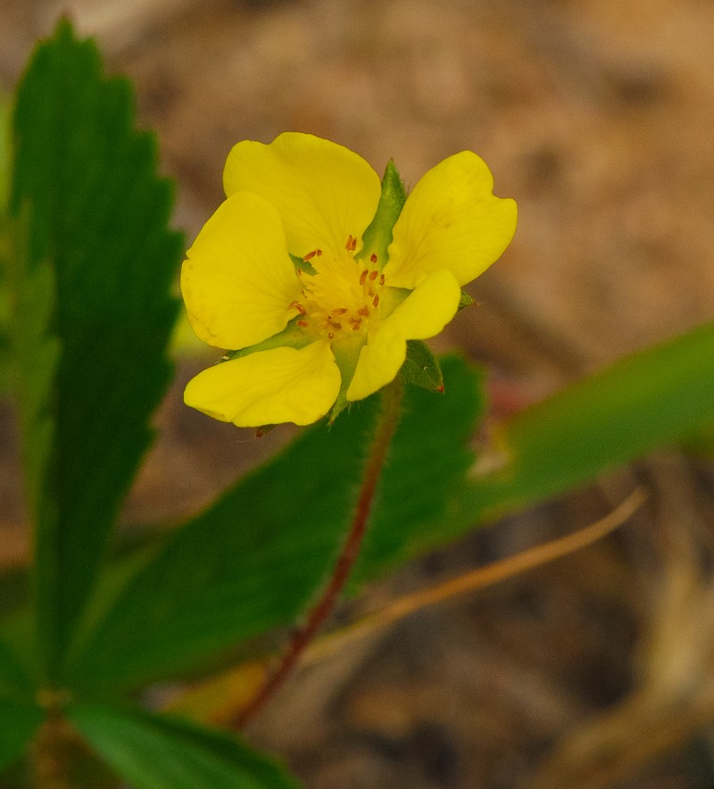 Dwarf Hesperochiron photo 5