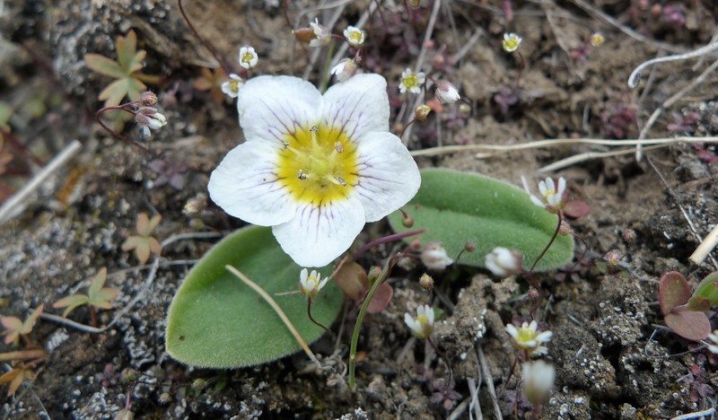 Dwarf Hesperochiron photo 2