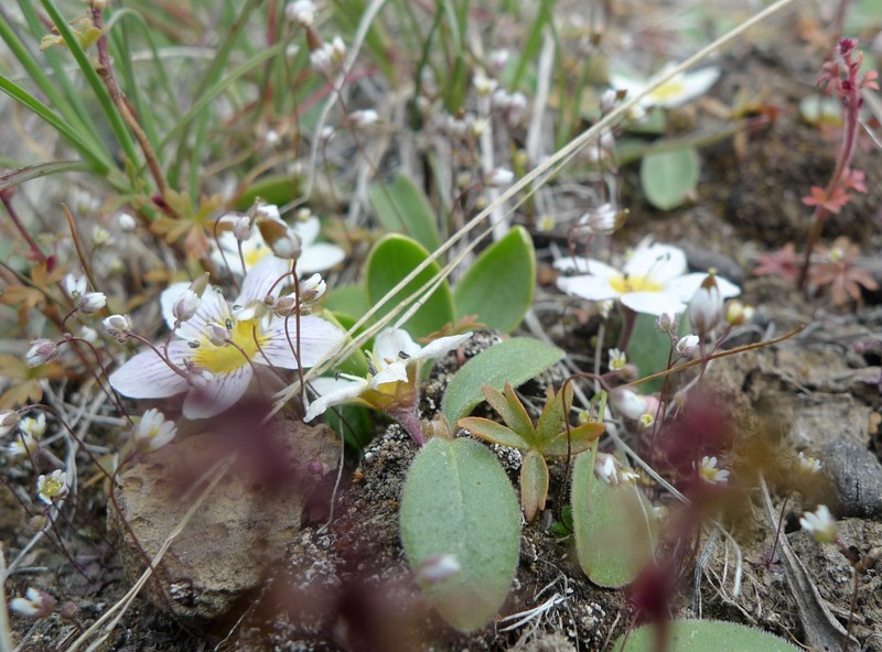 Dwarf Hesperochiron photo 3