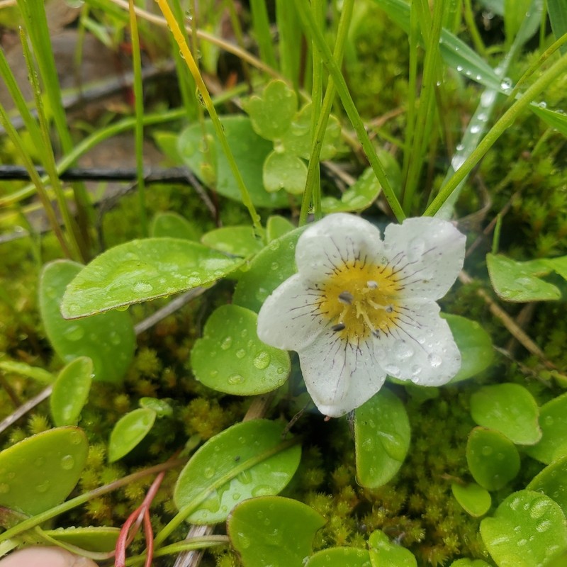 Dwarf Hesperochiron