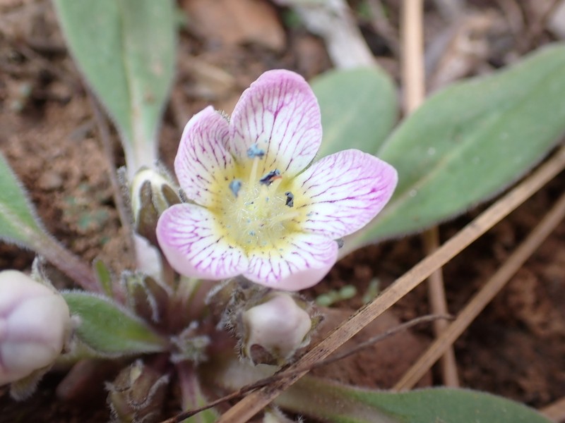 Dwarf Hesperochiron photo 2