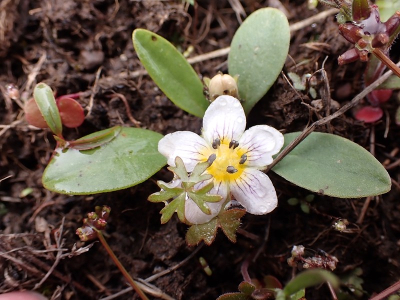 Dwarf Hesperochiron photo 5