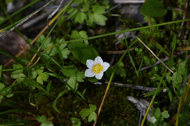 Dwarf Hesperochiron photo 8