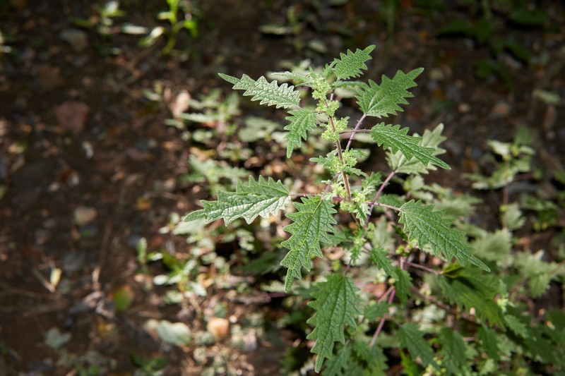 Hawai'I Stingingnettle
