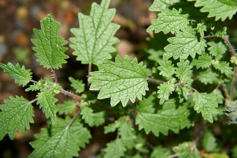 Hawai'I Stingingnettle