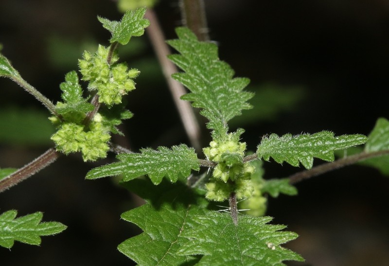 Hawai'I Stingingnettle photo 2