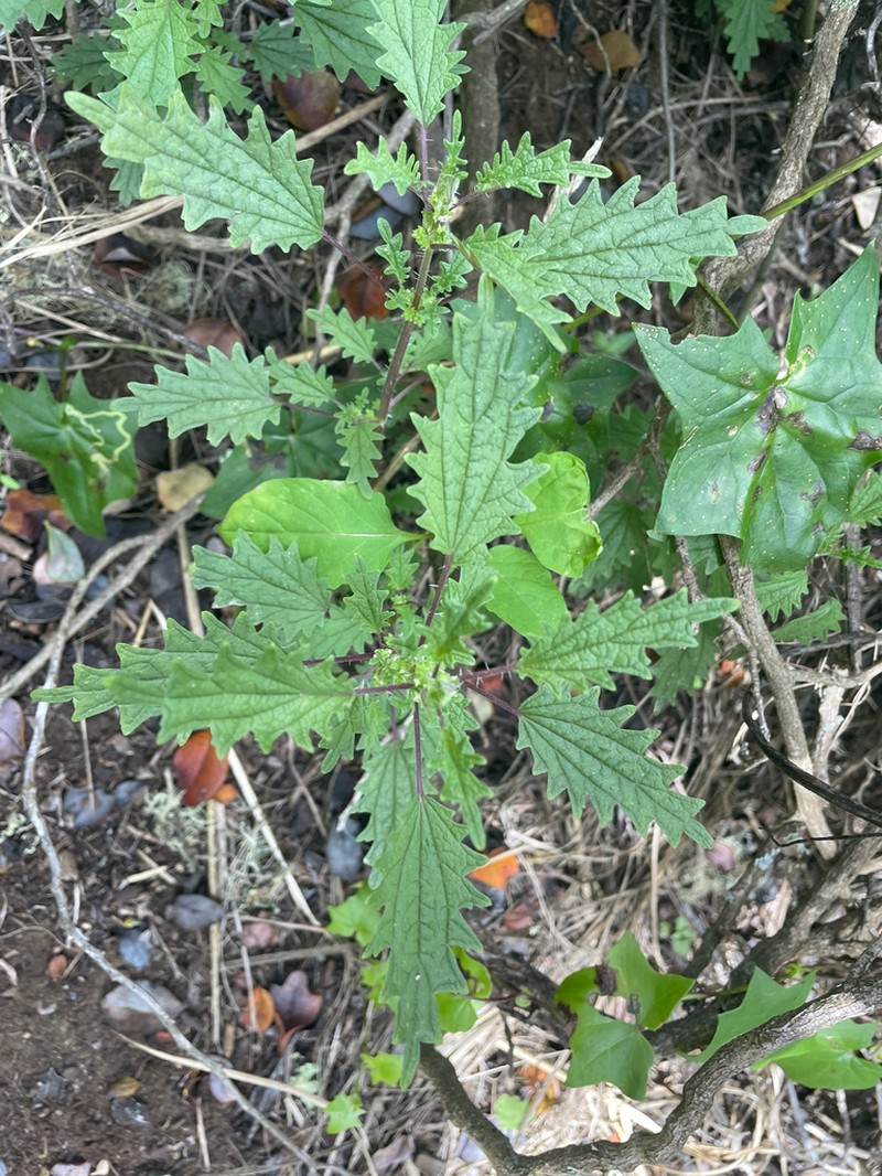 Hawai'I Stingingnettle photo 3
