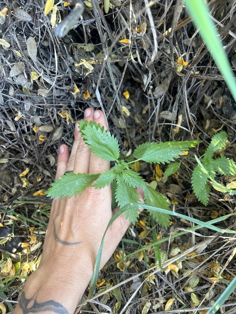 Hawai'I Stingingnettle photo 4