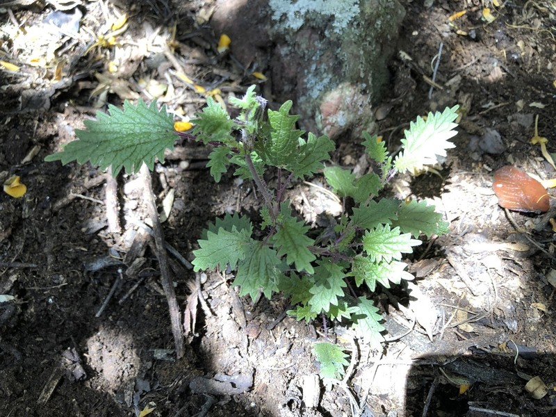 Hawai'I Stingingnettle photo 5